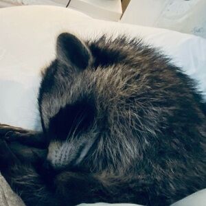 My tired little helper, Mikey the Raccoon💕.